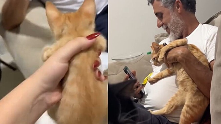 Pai se irrita com filhote de gato, mas vira melhor amigo do pet depois