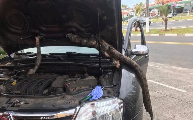 Motorista do carro só percebeu que algo estava errado quando cheiro do animal em decomposição incomodou.
