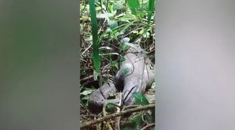 Mulher é engolida por cobra píton de 5 metros na Indonésia; imagem forte