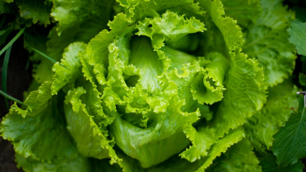 Alface com gosto de carne? Plantas produzem proteína animal - Foto
