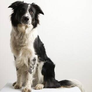 Cachorro Border Collie: saiba tudo sobre a raça