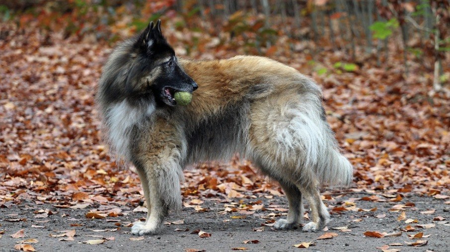 O Tervuren é um cão mais recomendado para tutores com estilo de vida ativo