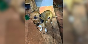Cachorro ajuda a salvar idosa caída em cisterna de 13 metros