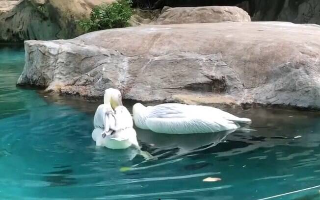 Pelicano ficou nadando perto de amigo e tentando revive-lo