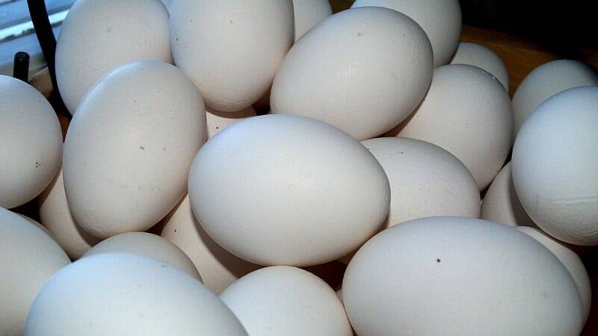Escassez de ovos nos EUA e Europa não afeta o Brasil, mas preço do insumo deve continuar alto
