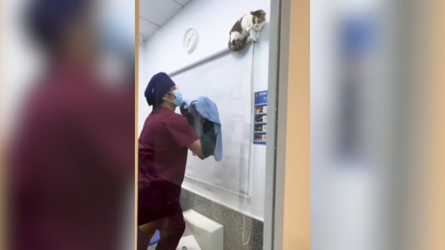 Gato dá olé em veterinários e mostra que é mestre da fuga Gato dá olé em veterinários e mostra que é mestre da fuga