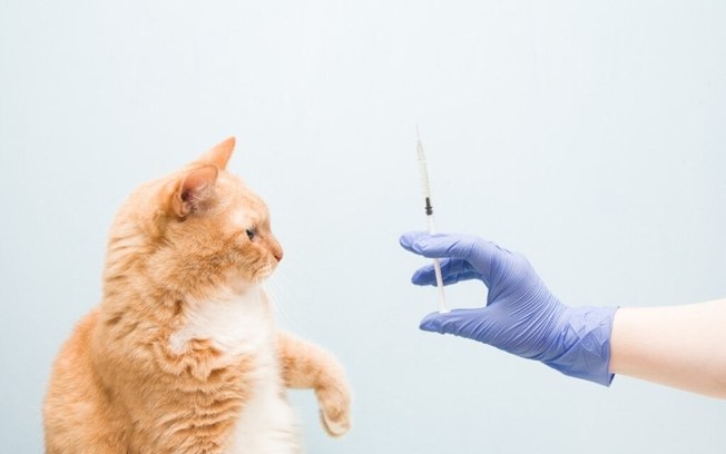 Veja quando vacinar cachorros e gatos
