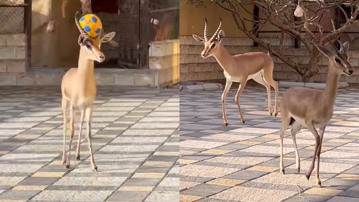 Filhotes de cervo brincam com bola e encantam internautas