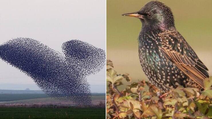 Ave que pode ter relação com extinção do Pica-Pau chega ao Brasil