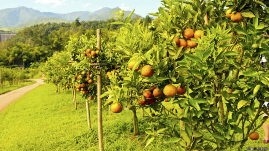 A laranja pera teve a maior alta da inflação entre os itens de supermercado