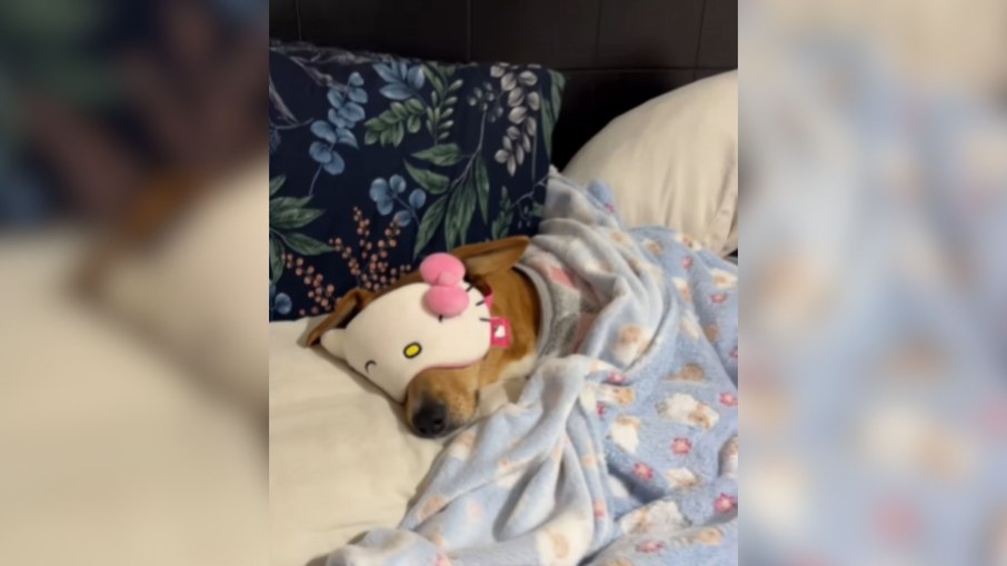 Cachorro caramelo ganha tapa-olho após se incomodar com luz acesa