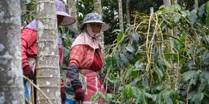 Hubs de inovação na Amazônia podem gerar mais de R$ 8 bi por ano