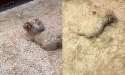 Cão viraliza ao se aconchegar em tapete: 'Eles amam'