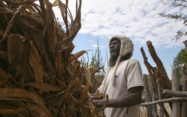 Aagricultor observa espigas de milho queimadas pelo sol durante a seca, em 2 de julho de 2024, no distrito de Mudzi, no Zimbábue