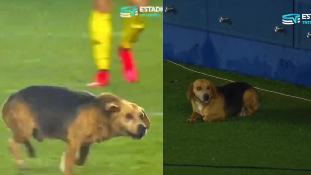 Cachorro perdido é visto pela TV enquanto tutor assistia partida de futebol