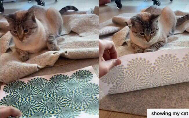 Gato reage a ilusão de ótica