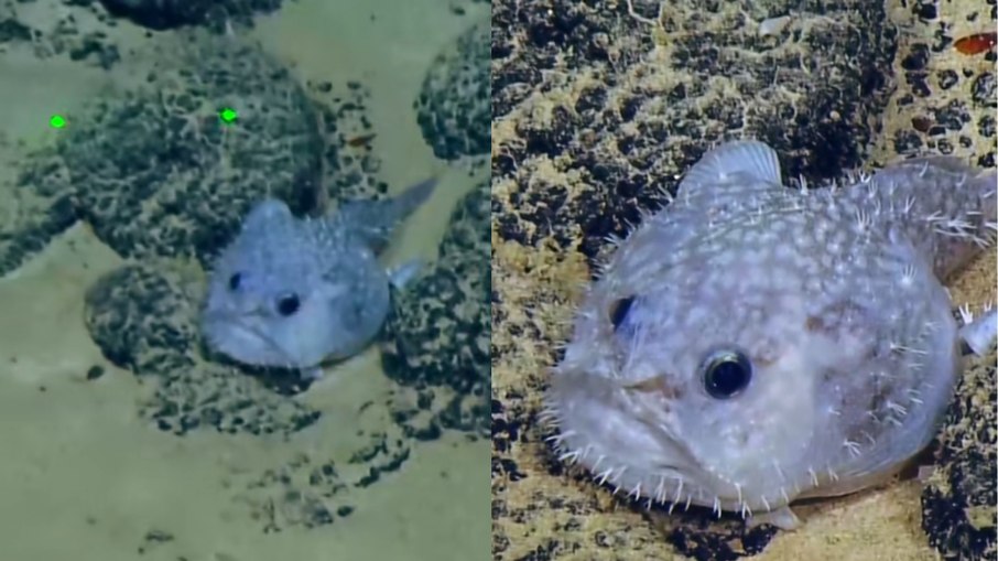 Peixe com aparência peculiar, encontrado nos EUA