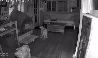 Cão idoso enfrenta urso selvagem durante invasão a casa