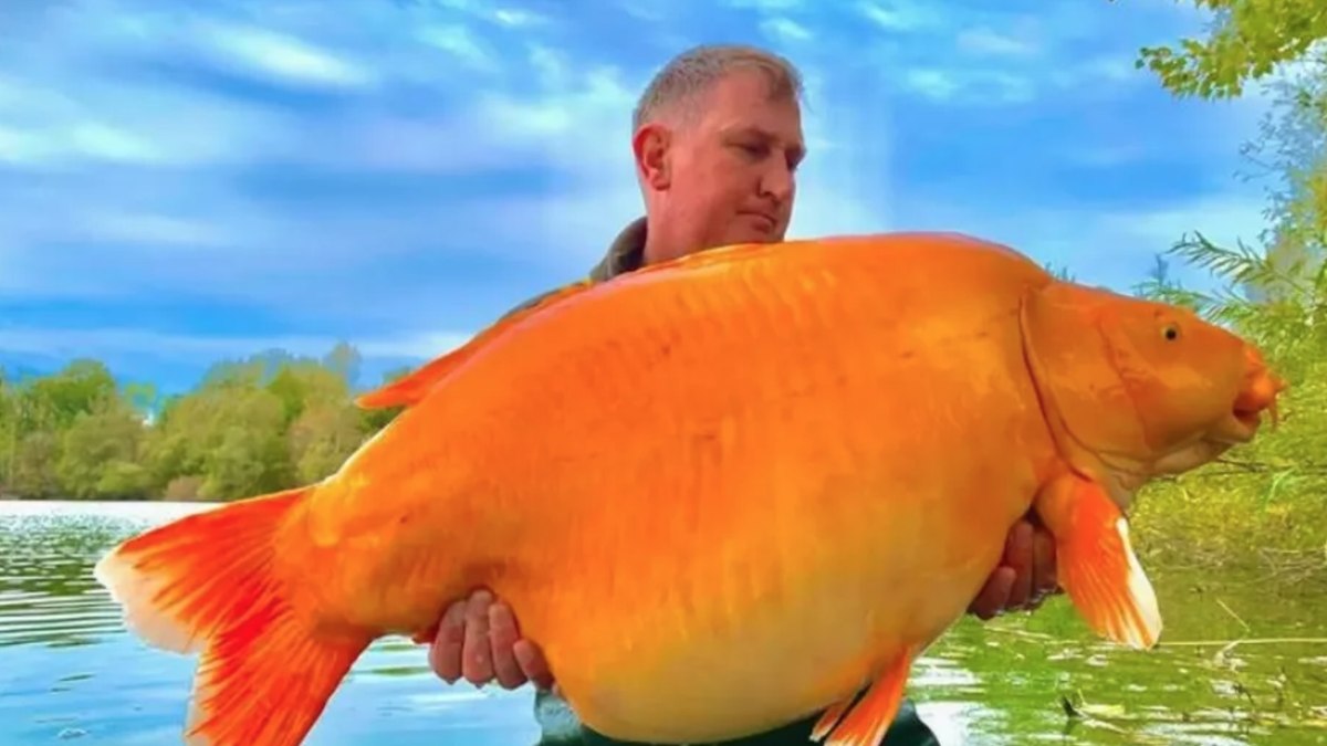 O inglês Andy Hackett e Carrot, um 'peixe dourado' de mais de 30kg