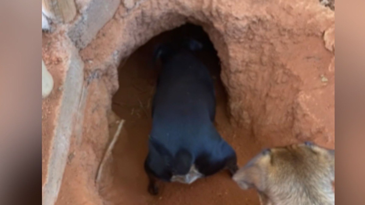 Cães transformam quintal em túnel e surpreendem tutora em Goiás