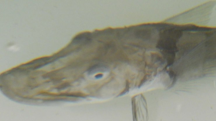 Peixe da Antártida tem sangue transparente e intriga cientista
