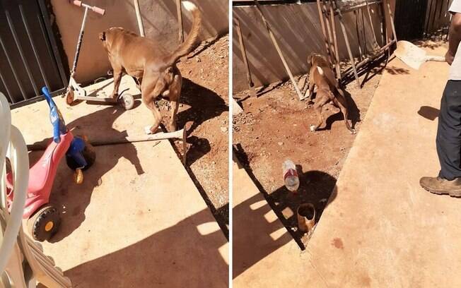 Cobra atacou cachorro nesta segunda-feira (24), em Campo Novo do Parecis, a 397 km de Cuiabá.
