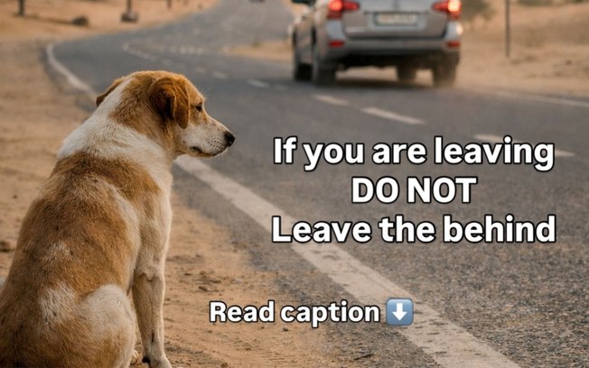 Pets são abandonados em Dubai durante conflito no Oriente Médio 99sg56r7mxxko893jy0i3c7oy