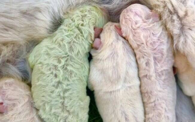 Impressionante! Filhote de cão nasce com pelagem verde na Itália