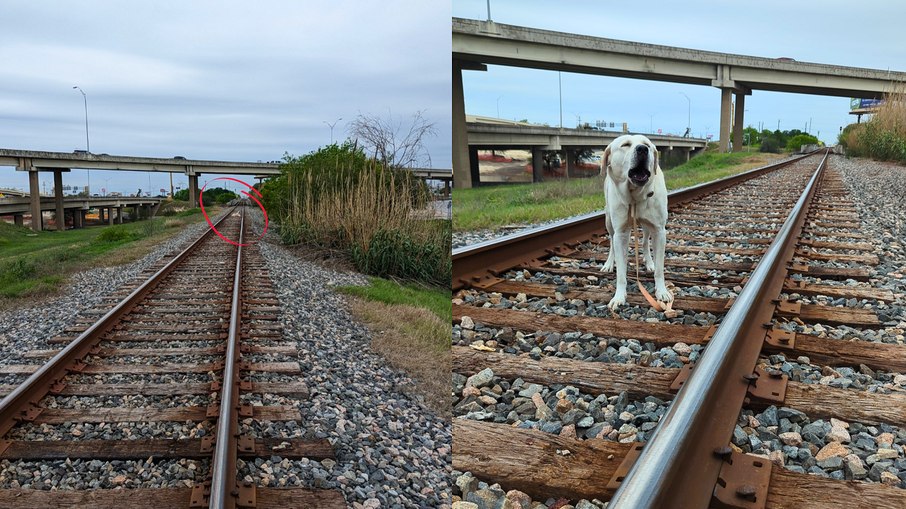 Cão é encontrado preso a trilho de trem e precisa ser resgatado antes que o pior aconteça