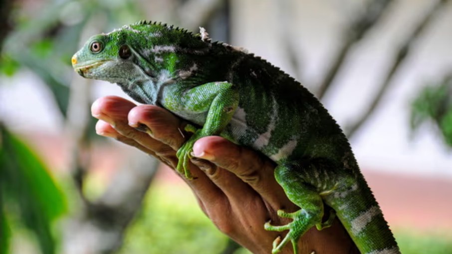 Cientistas dizem que os lagartos provavelmente flutuaram até Fiji através do Pacífico há milhões de anos em uma jangadas de vegetação. Cientistas dizem que os lagartos provavelmente flutuaram até Fiji através do Pacífico há milhões de anos em uma jangadas de vegetação.