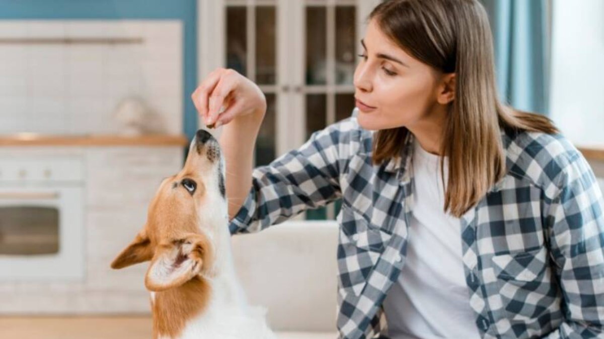 Petiscos funcionais para cachorros oferecem nutrientes e trazem inúmeros benefícios, diz veterinária Petiscos funcionais para cachorros oferecem nutrientes e trazem inúmeros benefícios, diz veterinária