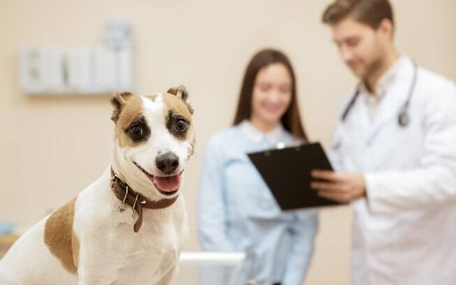 Para evitar negligência médica, procure apenas por veterinários credenciados e com todas as licenças emitidas por autoridades competentes