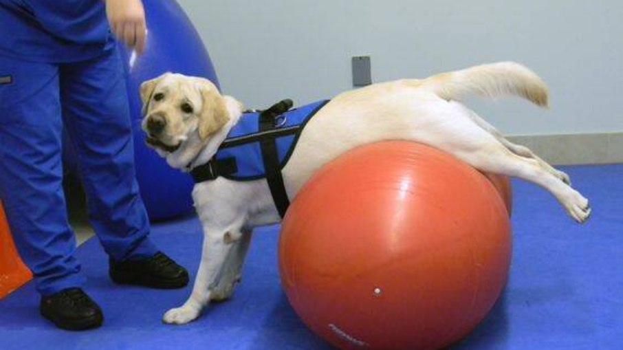 Cinesioterapia utiliza bolas e outros acessórios para a realização de exercícios 