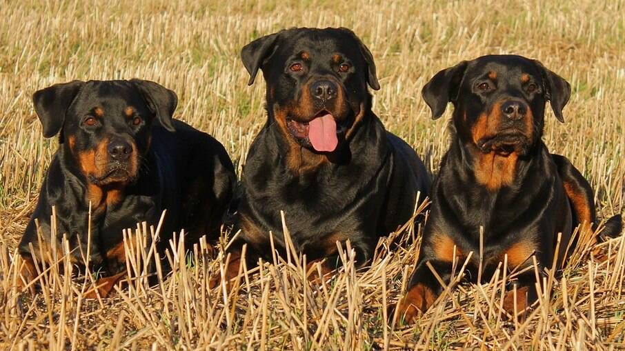 Rottweilers convivem bem com outros animais de estimação