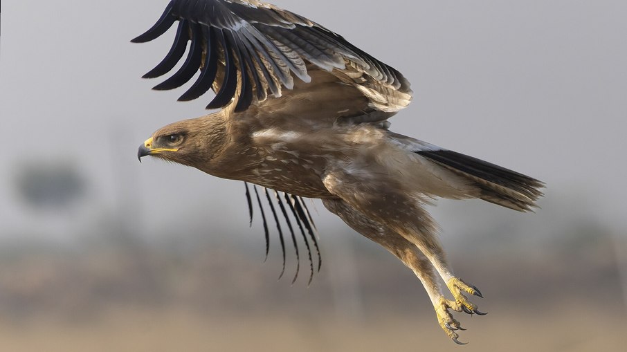 A águia-pintada-indiana vive em florestas e áreas úmidas do norte da Índia e regiões vizinhas A águia-pintada-indiana vive em florestas e áreas úmidas do norte da Índia e regiões vizinhas