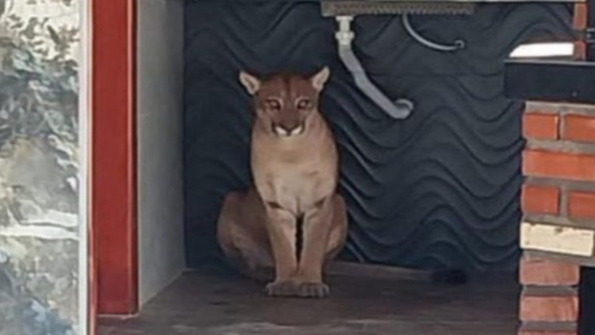 Onça foi resgatada no sudoeste da Bahia