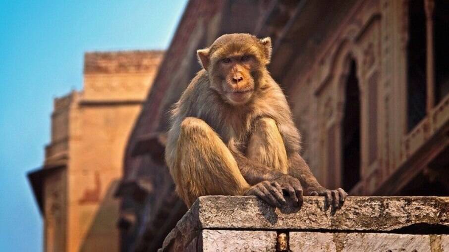Macaco em cima de muro