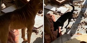 Maus-tratos: cachorros abandonados desde dezembro são resgatados