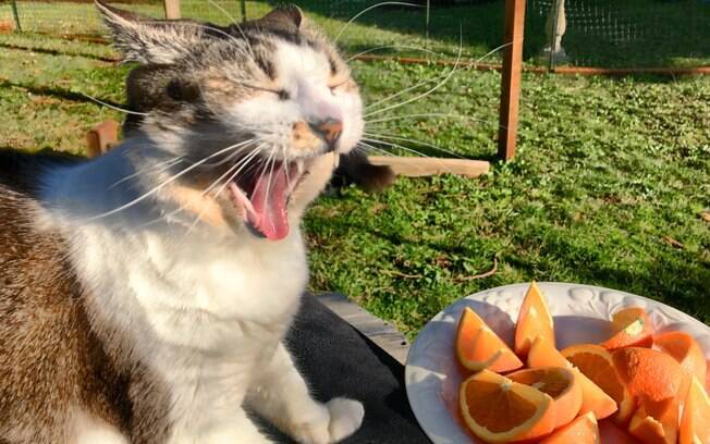 Odores cítricos, como laranja e limão,  num geral causam repulsa nos gatos, por isso utilizam essas frutas como repelente de gatos
