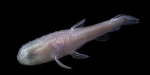 Peixe-demônio: cientista descobre nova espécie sem olhos