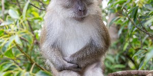 Riso de humanos e macacos se parece? Pesquisa responde