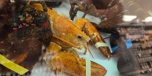 Lagosta super rara acaba em mercado dos EUA, mas é devolvida para o mar