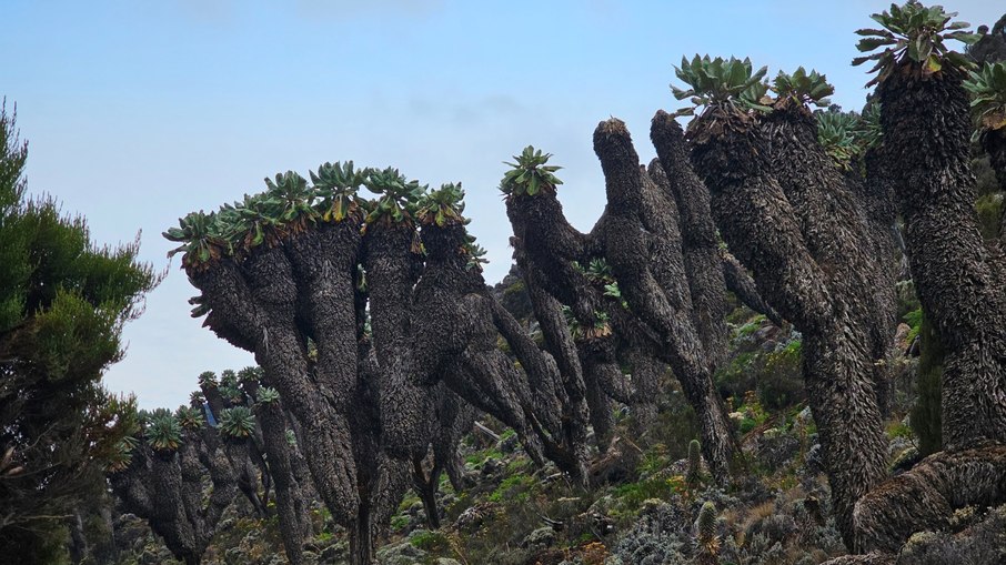 Florestas de Senecios no Kilimanjaro