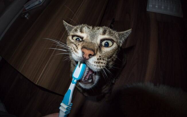 Escovar os dentes dos gatinhos também precisa ser uma prática contínua 