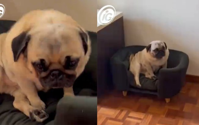 Pug resgatado de maus-tratos chora achando que foi abandonado 9b3ojez94vtg9r31g88fmiqpj