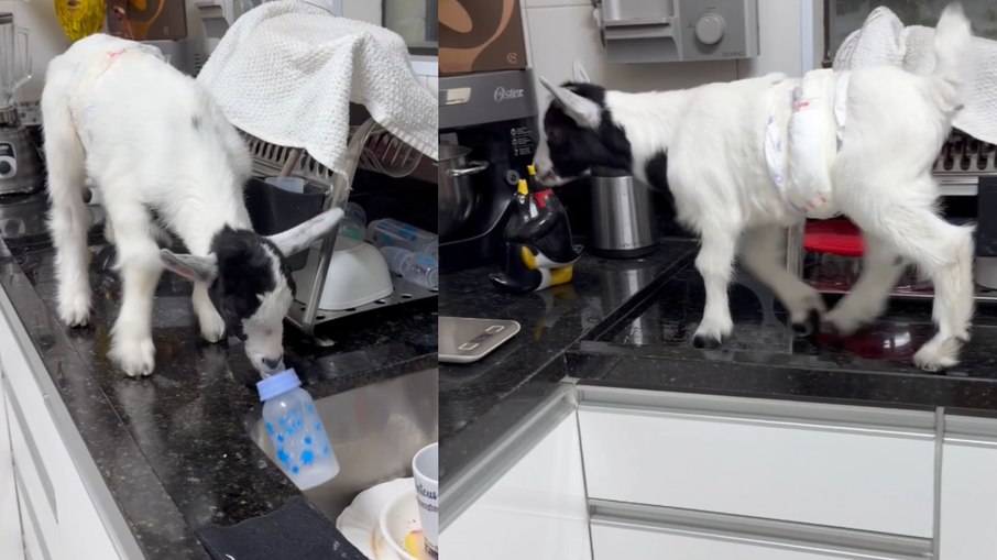 Mini cabrito sobe na pia atrás de mamadeira vazia em SP Mini cabrito sobe na pia atrás de mamadeira vazia em SP