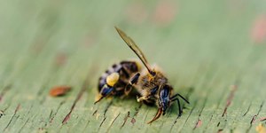 "Mosca zumbi" esvazia e mata abelhas por dentro