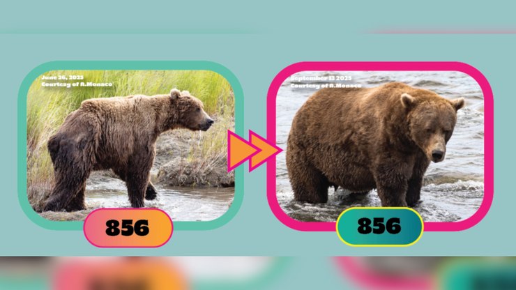 Ursos do Alasca disputam título de mais gordo na Fat Bear Week