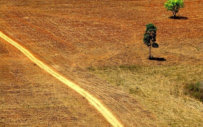 Dia da Amazônia: 3 números que mostram a situação preocupante da floresta