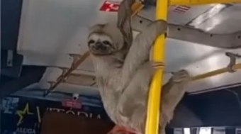 Bicho-pregui%C3%A7a%20entra%20em%20micro-%C3%B4nibus%20e%20surpreende%20passageiros